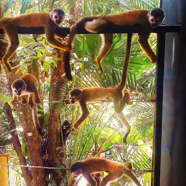 titi monkey troop relaxing on the balcony